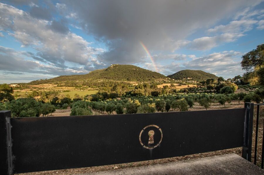 Visit of the olive grove, olive oil tasting and snack - Key highlights you can’t miss
