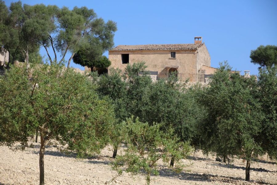 Visit of the olive grove, olive oil tasting and snack - Should you book this Treurer EVOO tour?