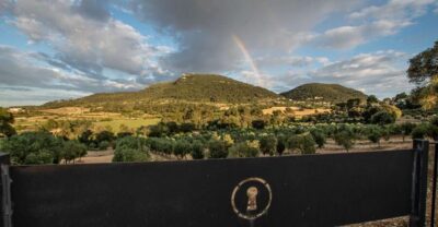 Visit of the olive grove, olive oil tasting and snack