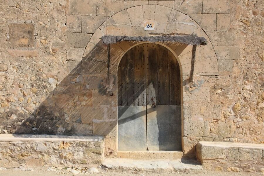 Visit of the olive grove, olive oil tasting and snack - The olive grove walk: what healthy fruit really means