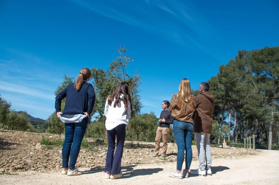 Visit of the olive grove, olive oil tasting and snack - Snack with local products and Mallorcan wine