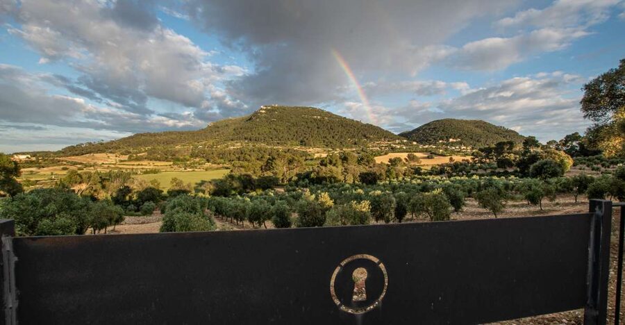 Visit of the olive grove, olive oil tasting and snack - Treuré meet-up and the start of the finca story